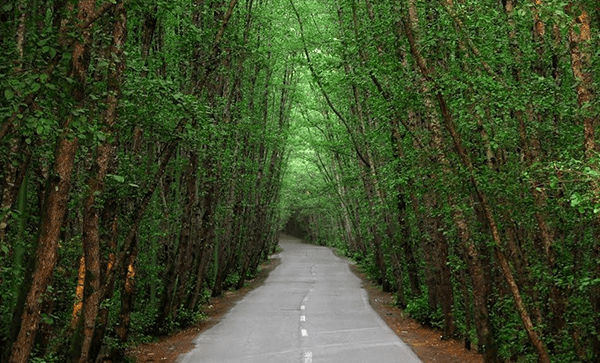 A jungle scene in Iran